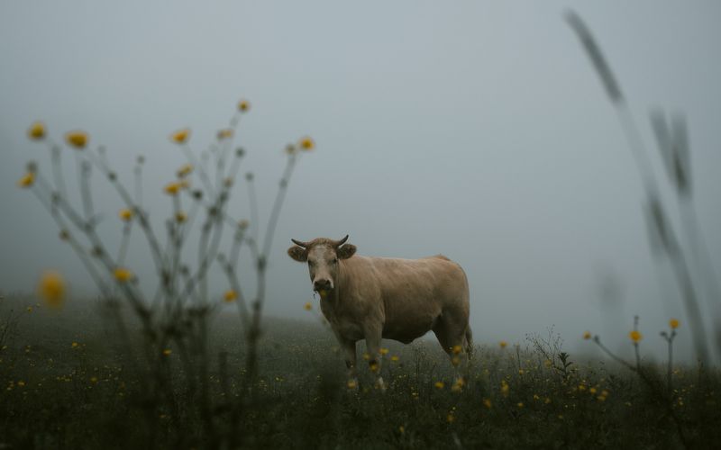 Made in Normandyphoto preview