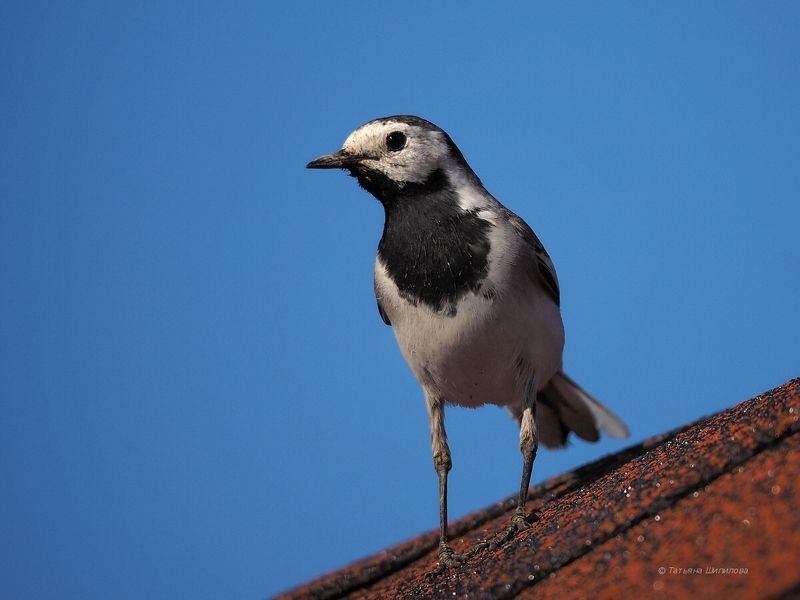 белая трясогузка, motacilla alba, трясогузка, птицы, природа, животные, птицы россии, московская область, россия, птенцы, слётки трясогузки Дети трясогузки фото превью