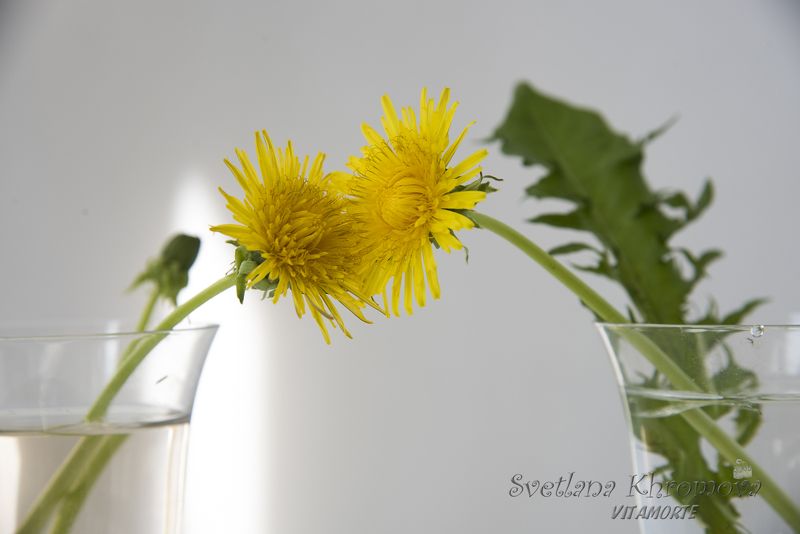 одуванчики, лето, цветы Одуванчикиphoto preview