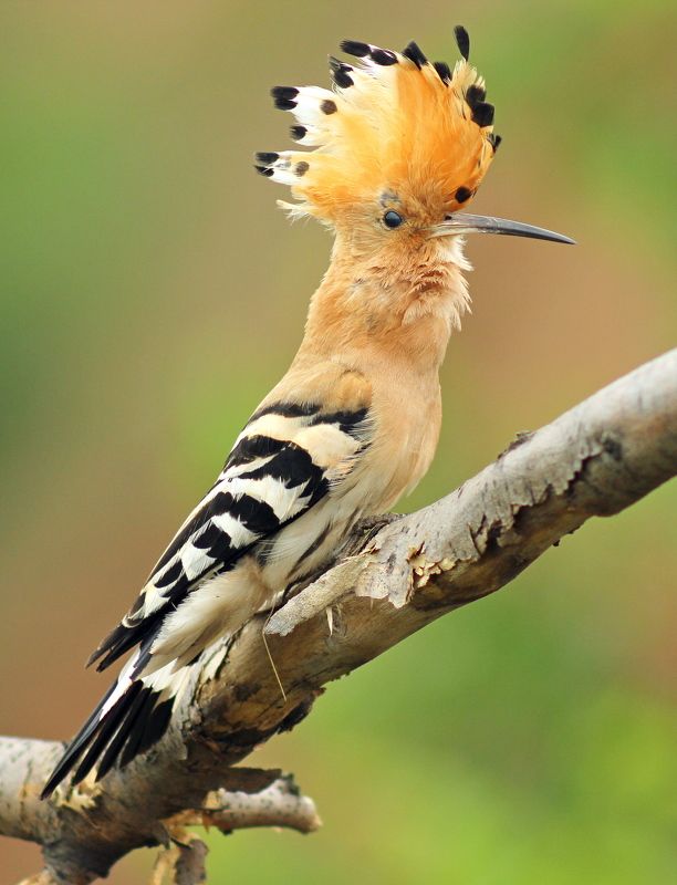 Удод. (лат. Upupa epops).photo preview