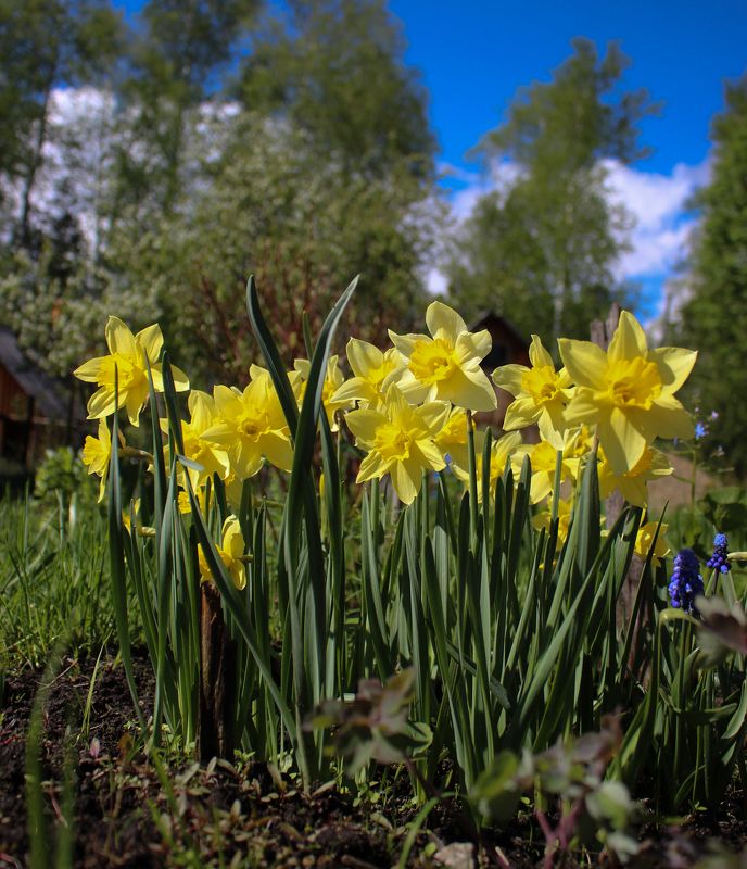 нарциисс narcissus лето урал небо синий желтый пейзаж Нарциисс (Narcissus)photo preview