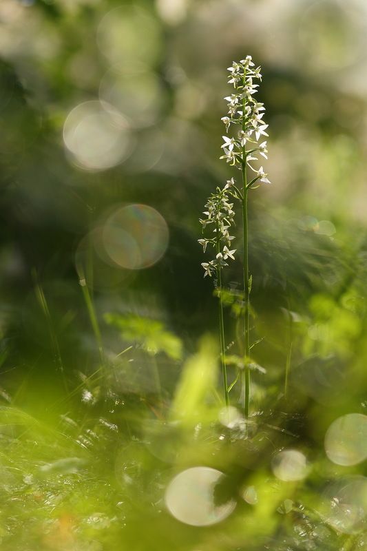 любка, двулистная, кукушкины слёзки, ночная фиалка, перелой, царские свечи, platanthera, bifolia, самарский лес Утро после дождяphoto preview