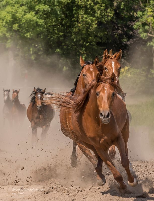 тройкаphoto preview