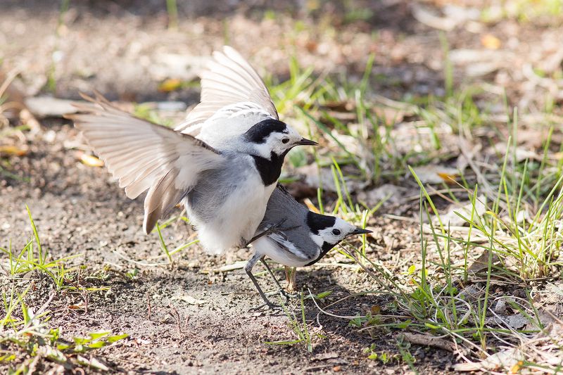 Трясогузкиphoto preview