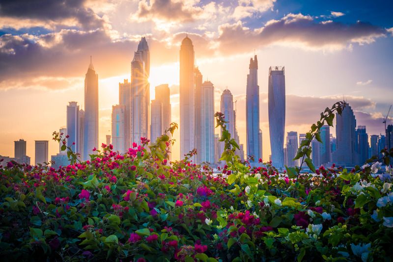 dubai, architecture, flowers, skyscrapers, cityscape, дубай, оаэ, город, архитектура, небоскребы, цветы, рассвет, утро Городские цветыphoto preview