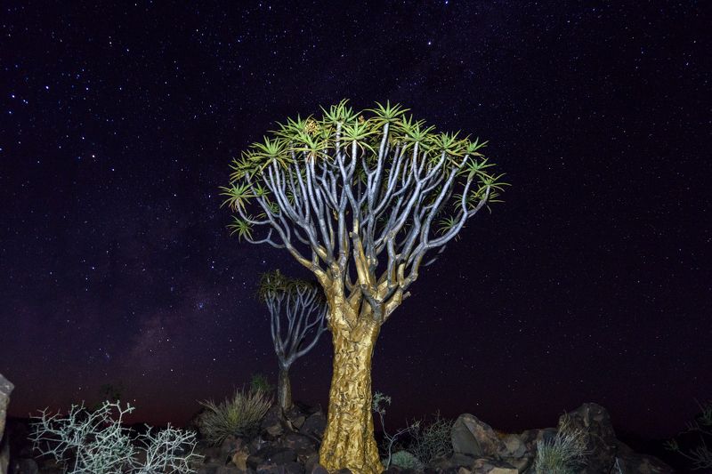 Namibia Quivertree Foresst Rest Camp фото превью