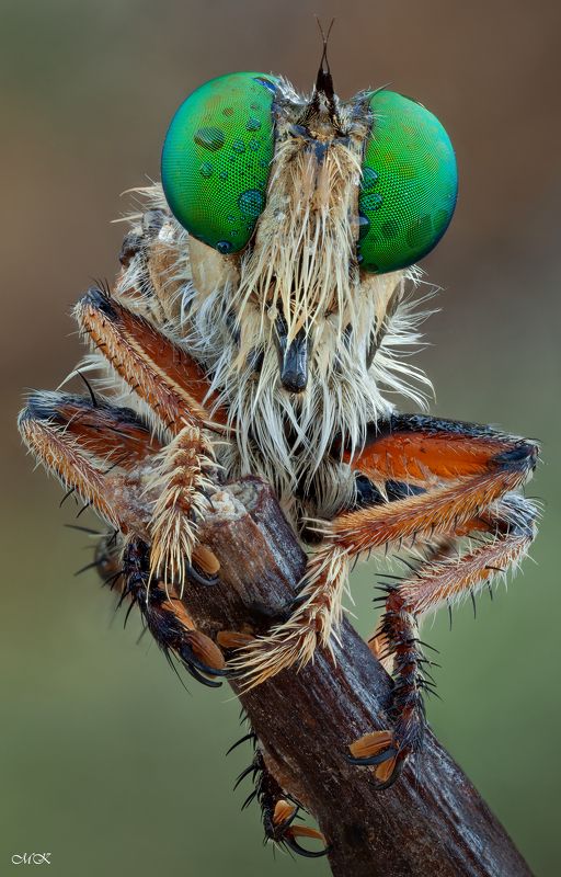 ктырь, asilidae, robber fly Из серии \