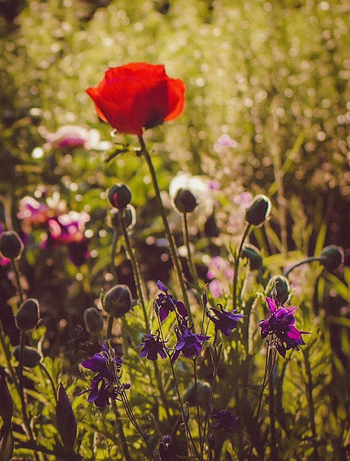 , Лана Тополева