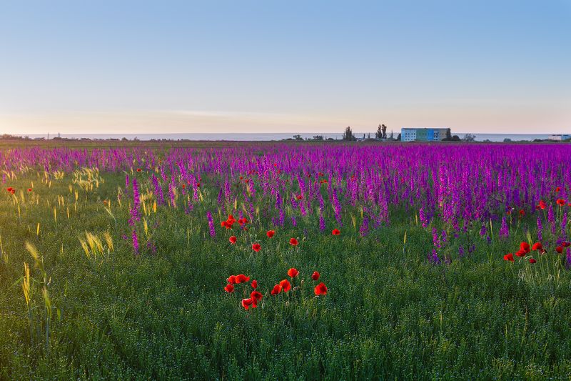 закат, дельфиниум, мак, море Закат, дельфиниум, ветер...photo preview