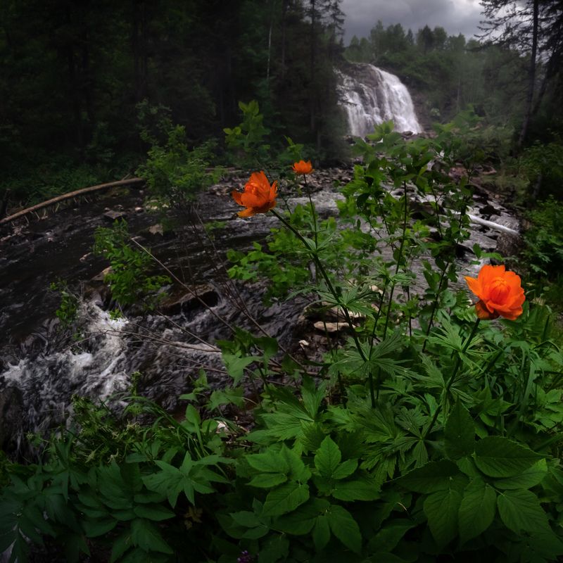 #алтай, #салаир, #салаирскийкряж, #алтайскийкрай, #пещёрка, #пейзаж, #огоньки, #trolliusasiaticus, #trollius, #nature, #flowers, #flora, #plants, #wildlife, #storm, #beforethestorm, #altai, #russia, #salair, #waterfall, #water, #ravine, #landscape, #taiga Перед грозойphoto preview