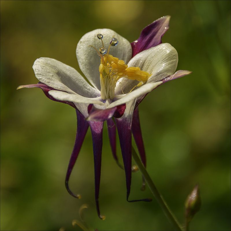 цветок, капли Трехглазый Пятиногphoto preview