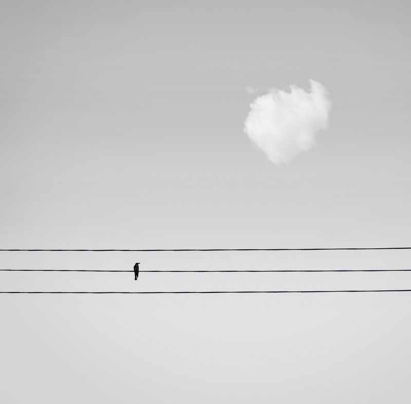 The birdphoto preview