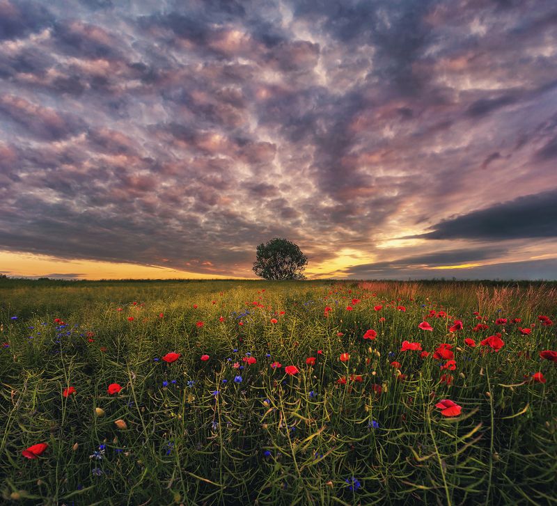 poppy, field, sunset, sunrise, Poland, sky, clouds, tree, landscape Poppy fieldphoto preview