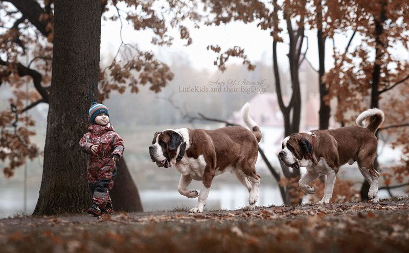 ST. BERNARD (short coat)photo preview