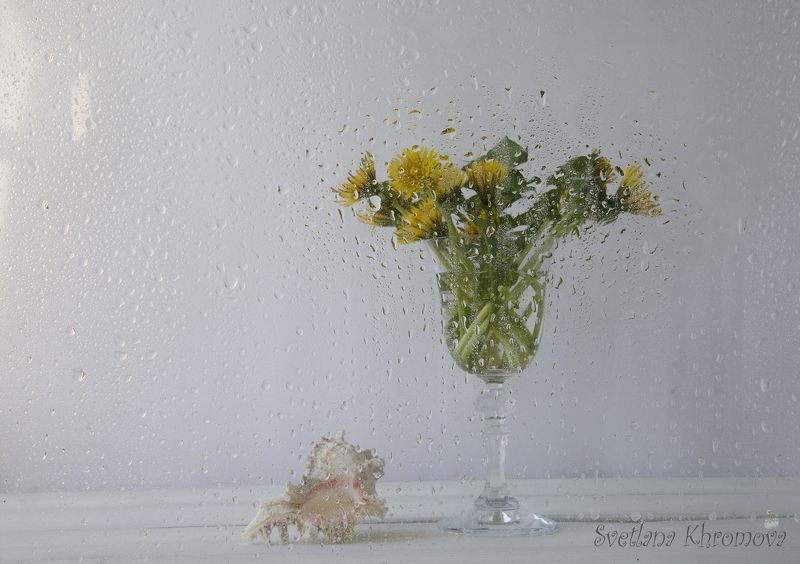 одуванчики, лето, дождь, цветы Лето. Дождь. Одуванчикиphoto preview