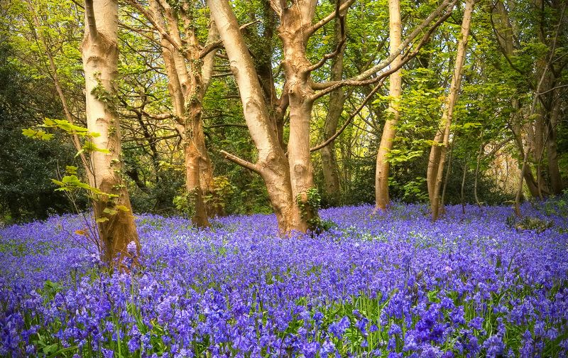 bluebell, wood, guernsey Bluebell Woodphoto preview