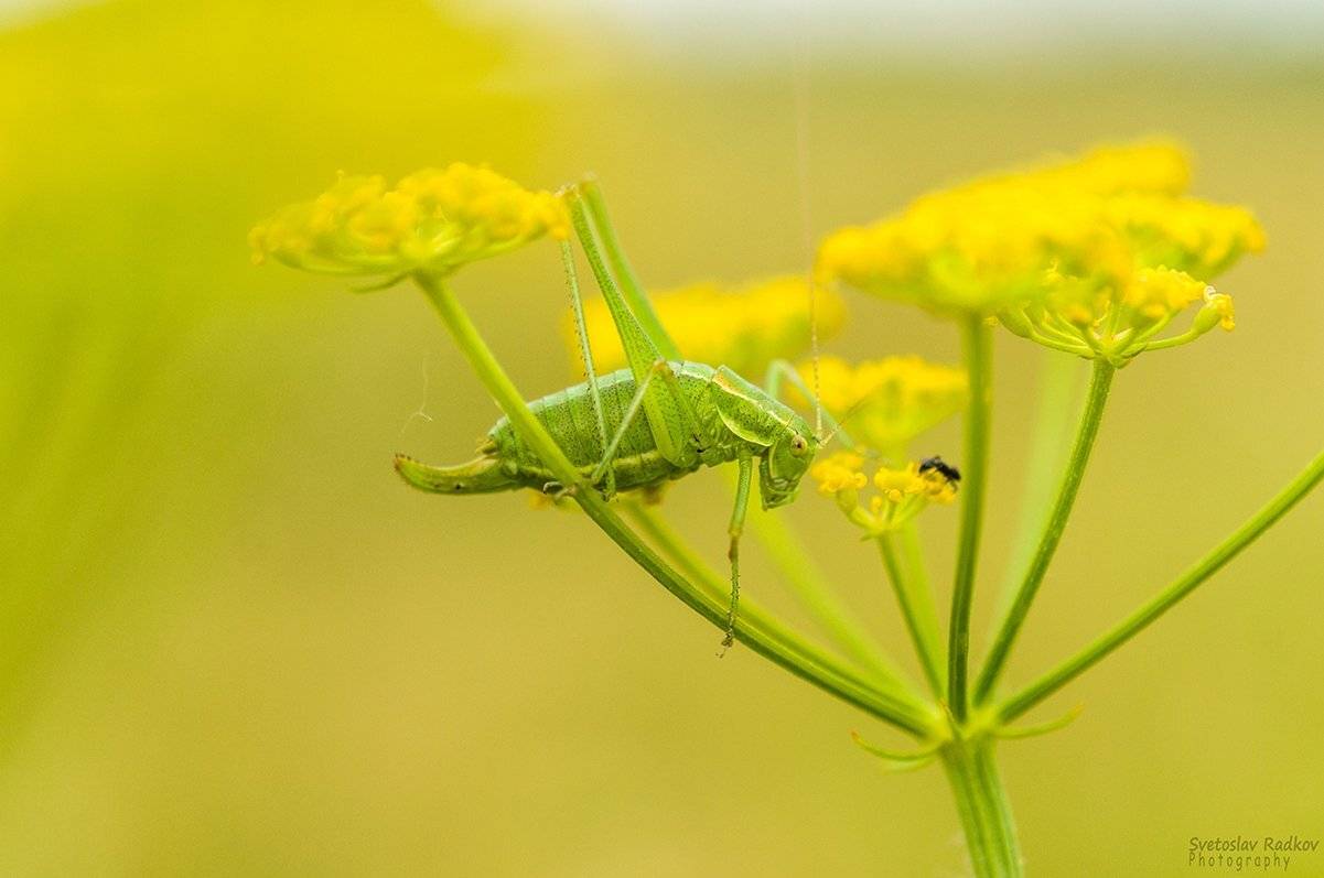 Скакалец. Автор: Svetoslav Radkov , Svetoslav Radkov