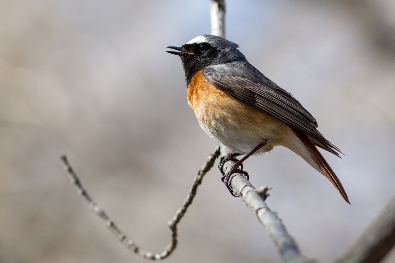 Горихвосткаphoto preview