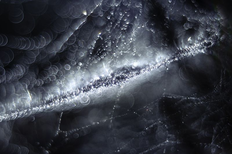 macro, spider web, bokeh, blue, drops My Way to Milky Way (spider web)photo preview