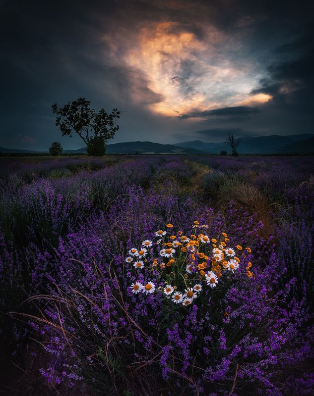 lavender,sunset, tree, nature, scent, landscape, outdoor Scent and colors photo preview