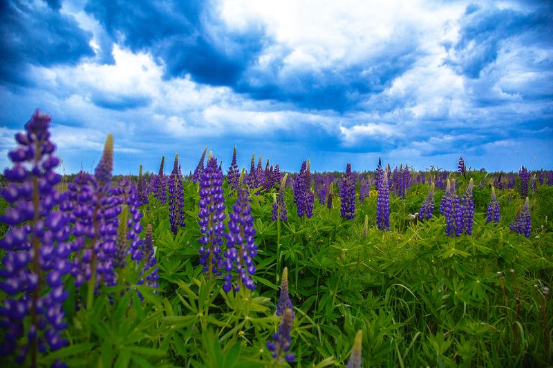 Люпины, поля, поля России, Иваново, Лежнево Перед дождемphoto preview