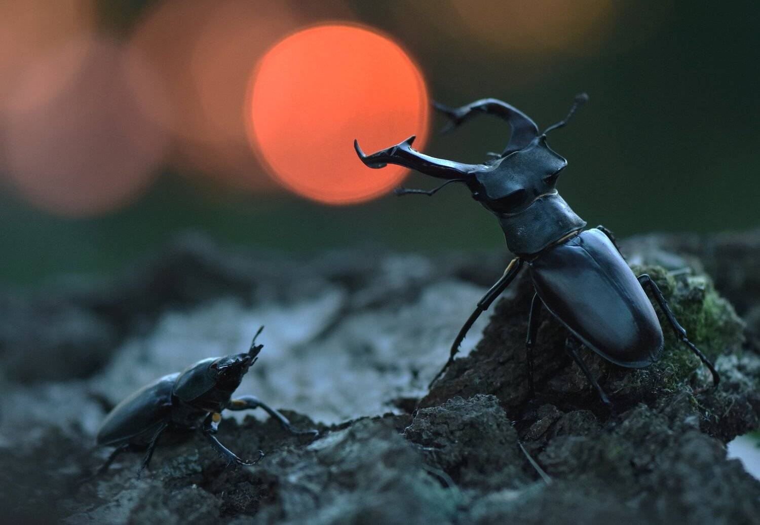 , Макеев Алексей