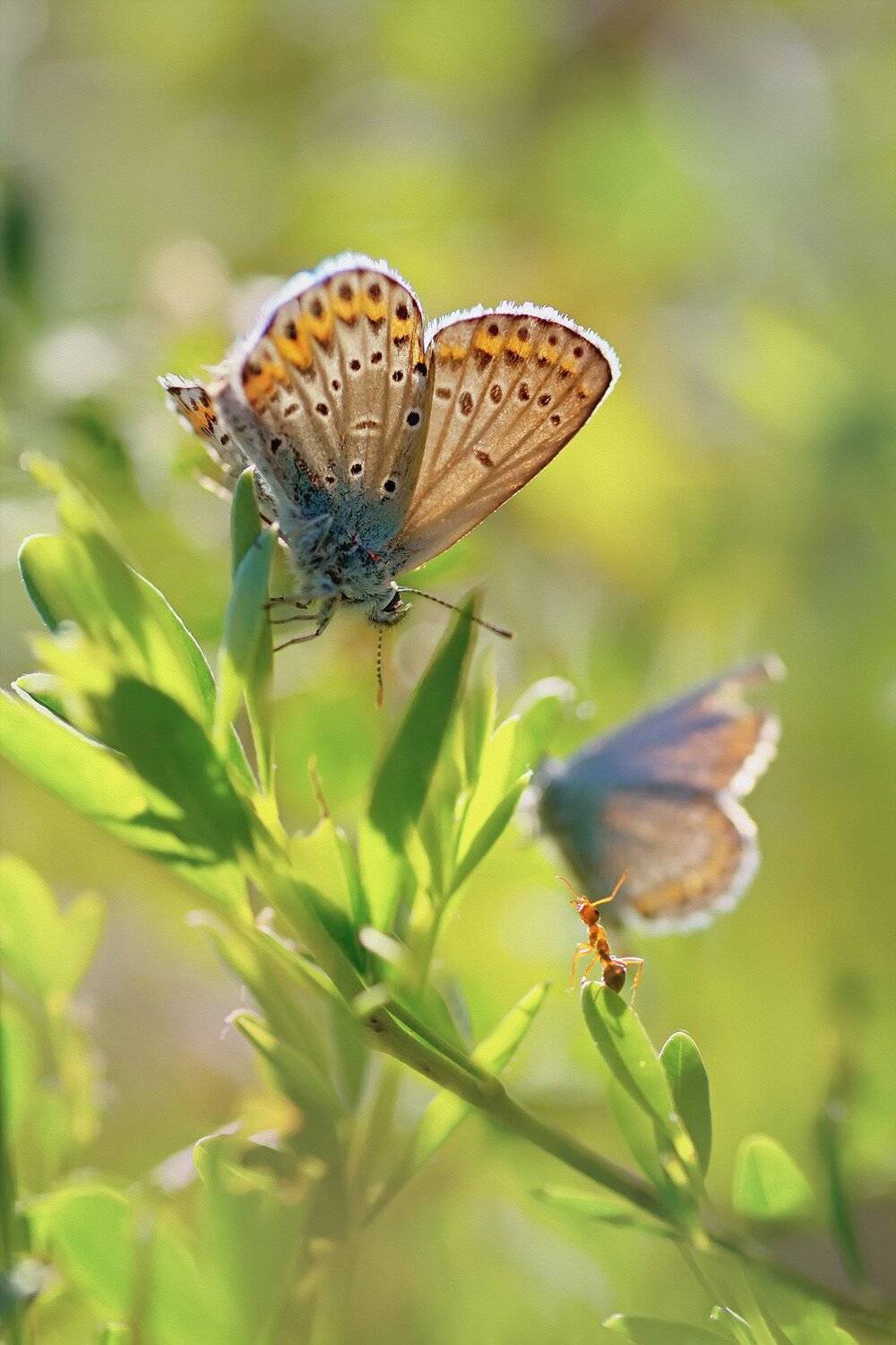 Забери меня с собой !!!. Автор: Юрий Котов бабочка,ветка,цвет,красный,желтый,крылья,муравей, Юрий Котов