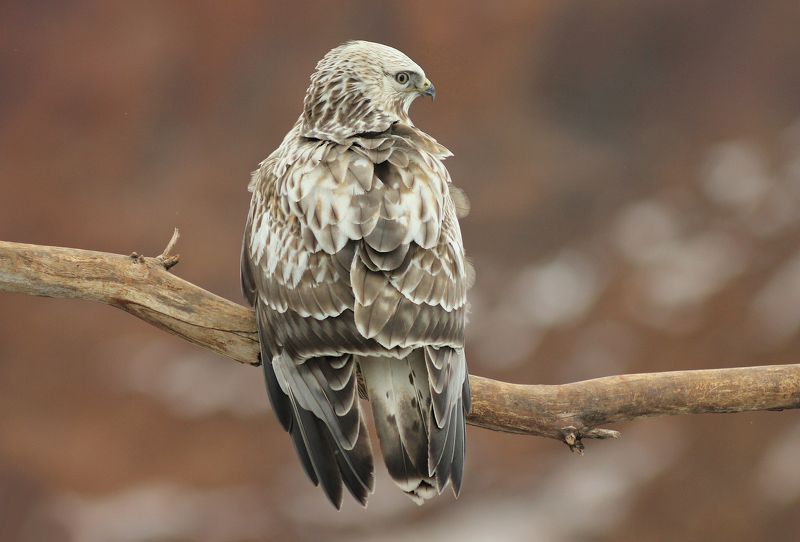 Зимник.(Buteo lagopus)photo preview