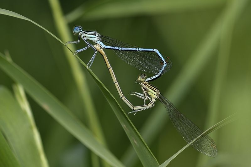 zygoptera, стрекоза, dragonfly, damselfly Zygopteraphoto preview
