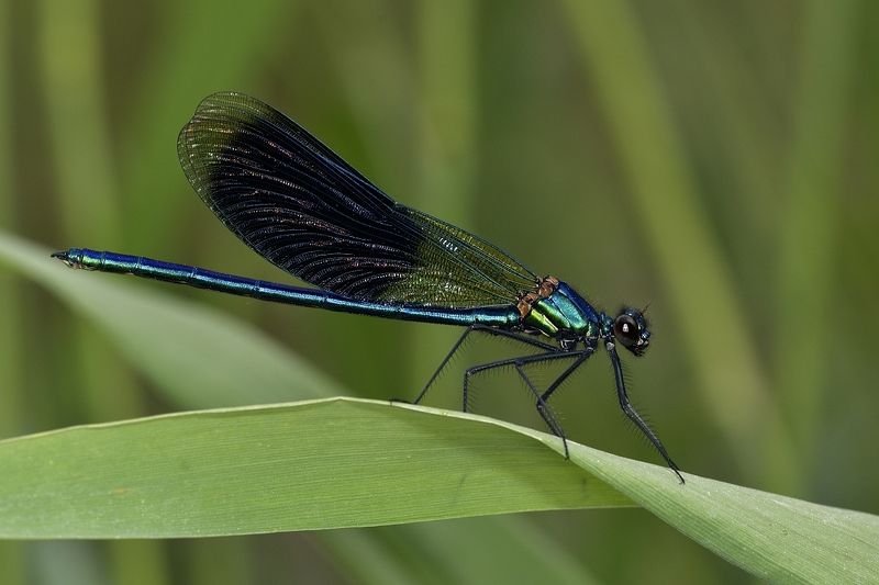 стрекоза dragonfly damselfly Calopteryx splendensphoto preview