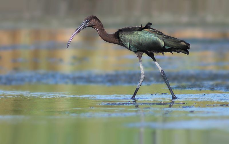 Каравайка.( Plegadis falcinellus)photo preview