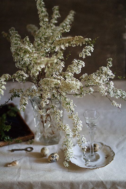 Белая спиреяphoto preview