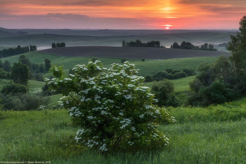 калина, алтай, алтайский край, рассвет, восход, предгорья, цветение Калиновый рассветphoto preview