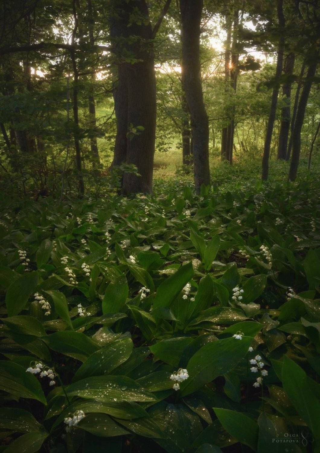 ландыши, цветы, листва, зелень, лето, весна, закат, лес, ленинградская область, роса, Степаненко Ольга