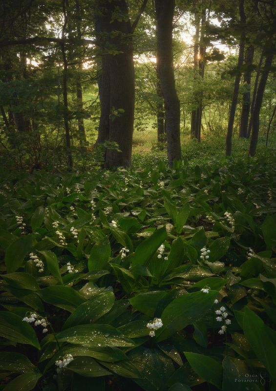 ландыши, цветы, листва, зелень, лето, весна, закат, лес, ленинградская область, роса Сокрытое в листвеphoto preview