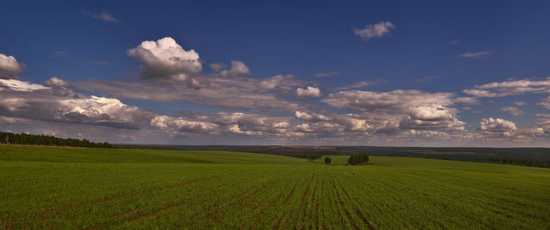 простор, поле, всходы, голубое небо, белые облака Сибирские просторы... ( Welcome to Siberia ! )photo preview