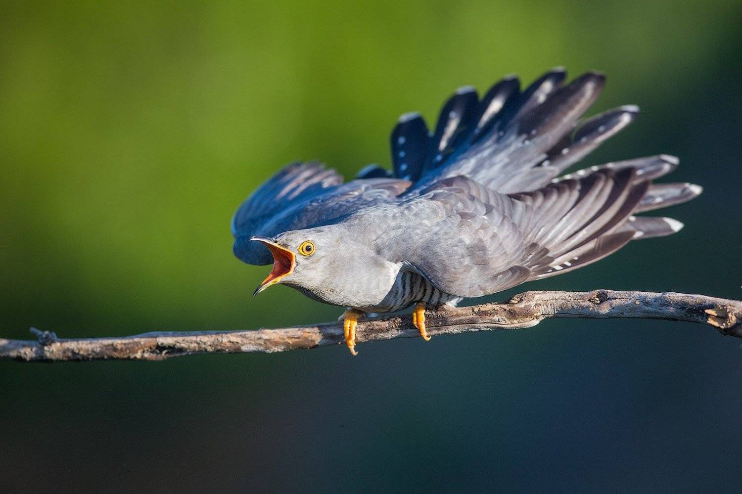 кукушка, cuckoo, bird, wildlife, птица, дикая природа, Голубев Дмитрий