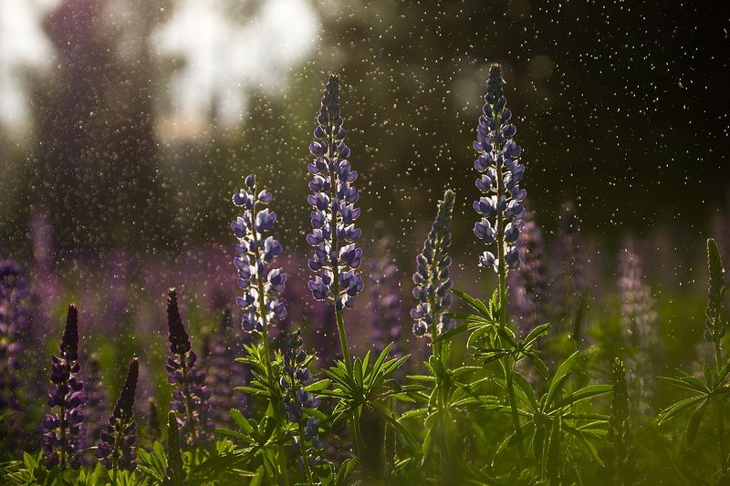 люпин Моя Люпинияphoto preview