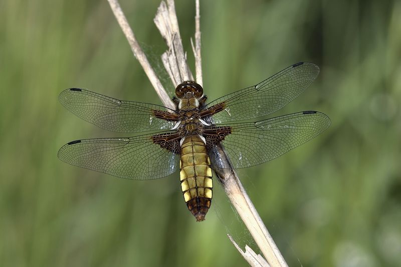 стрекоза dragonfly damselfly Libellula depressaphoto preview