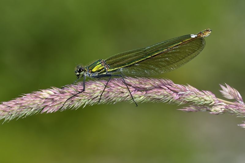 стрекоза dragonfly damselfly Calopteryx splendensphoto preview