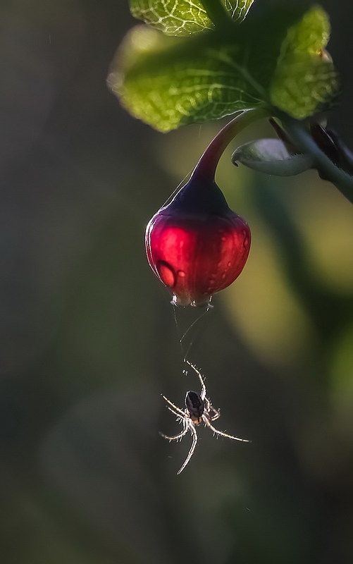 Цветет черникаphoto preview