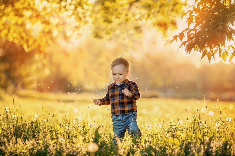 Мальчик, закат, поле, одуванчики, лето photo preview