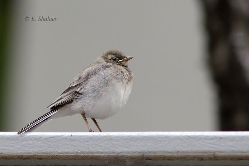 birds,motacilla alba,white wagtail,белая трясогузка,птица,птицы,трясогузка,фотоохота Маленький генерал !photo preview