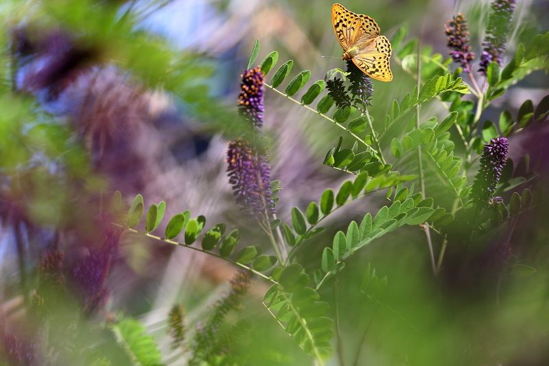 Перламутровка, пандора, Argynnis, pandora, Аморфа, кустарниковая, Amorpha, fruticosa, Самарский лес Магия аморфыphoto preview