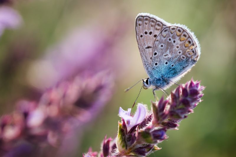 Икаровая синевкаphoto preview