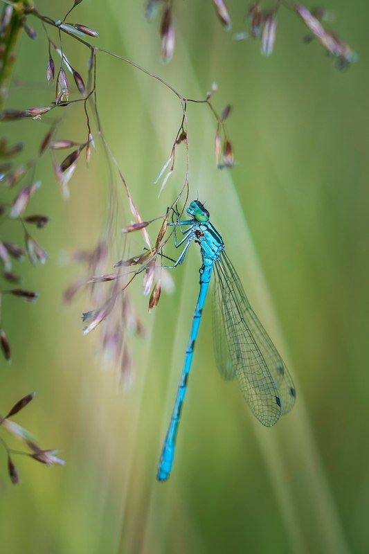 красоткаphoto preview