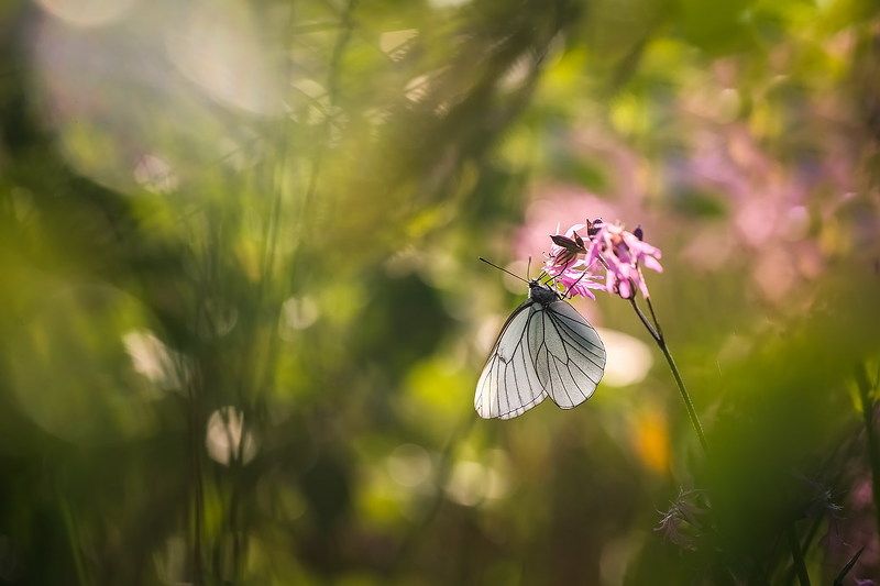 Лето это маленькая жизнь...photo preview