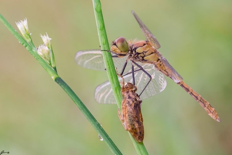 macro, makro, wild, wildlife, insect, nature, dragonfly Sympetrum sanguineumphoto preview