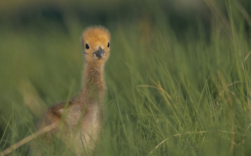 Первые дни...photo preview