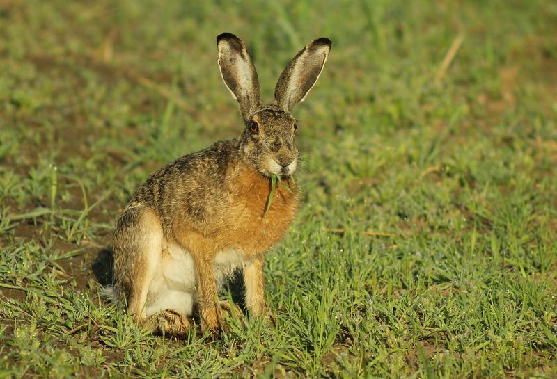 Заяц-русак.(Lepus europaeus)photo preview